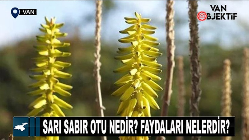 Sarı sabır otu nedir? Nerelerde yetişiyor? Faydaları nelerdir?