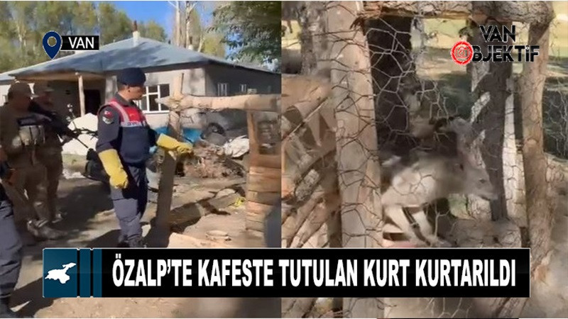 Özalp’te kafeste tutulan kurt kurtarıldı