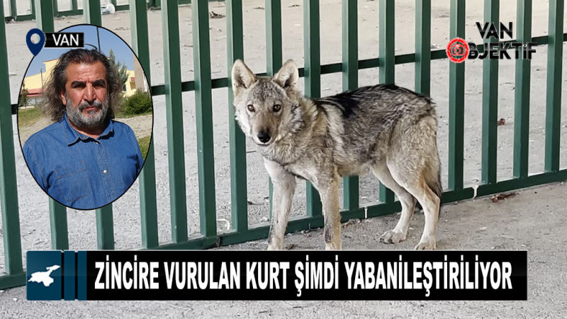 Zincire Vurulan Kurt Şimdi Yabanileştiriliyor