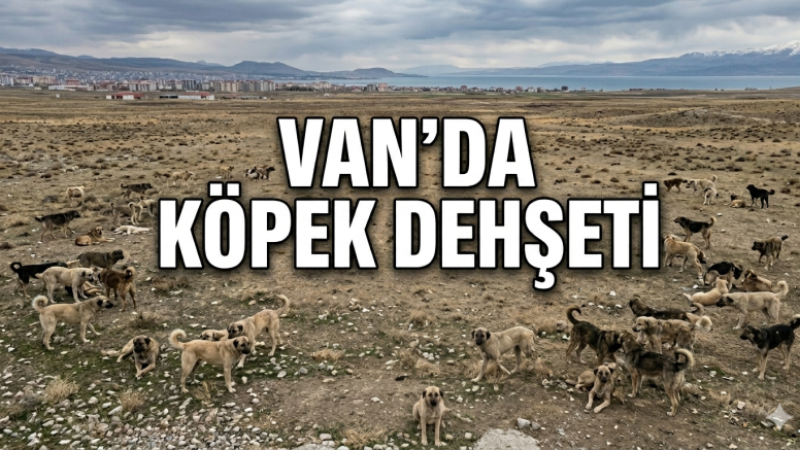 Hamza’nın acısı tazeyken Van’da bir köpek saldırısı daha
